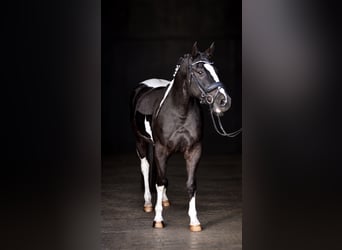 American Paint Horse Mix, Klacz, 14 lat, 158 cm, Srokata