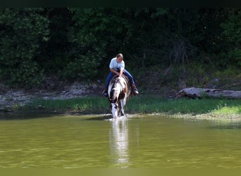 American Paint Horse, Klacz, 15 lat, 142 cm, Overo wszelkich maści
