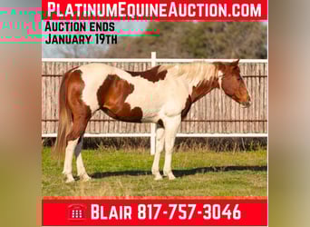 American Paint Horse, Klacz, 15 lat, 152 cm, Ciemnokasztanowata