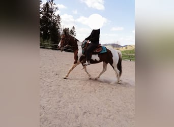 American Paint Horse, Klacz, 15 lat, 152 cm, Srokata