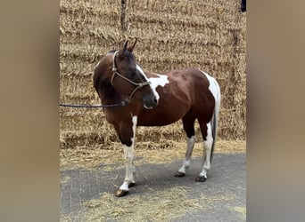American Paint Horse, Klacz, 15 lat, 153 cm, Tobiano wszelkich maści