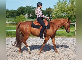 American Paint Horse, Klacz, 15 lat, 156 cm, Kasztanowata