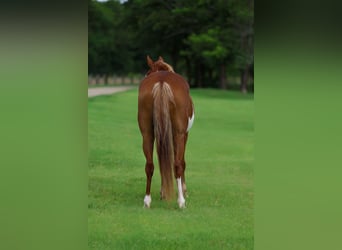 American Paint Horse, Klacz, 15 lat, Srokata