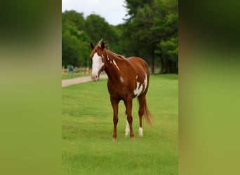 American Paint Horse, Klacz, 15 lat, Srokata
