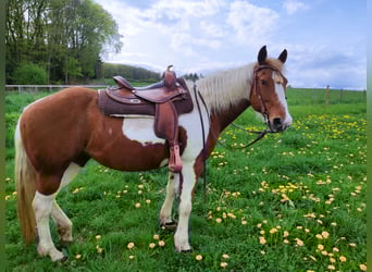 American Paint Horse, Klacz, 17 lat, 154 cm, Tobiano wszelkich maści