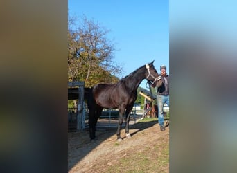 American Paint Horse, Klacz, 19 lat, 163 cm, Ciemnogniada