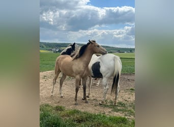 American Paint Horse Mix, Klacz, 1 Rok, 146 cm, Szampańska