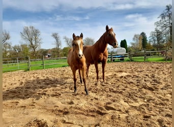 American Paint Horse, Klacz, 1 Rok, 150 cm, Jelenia