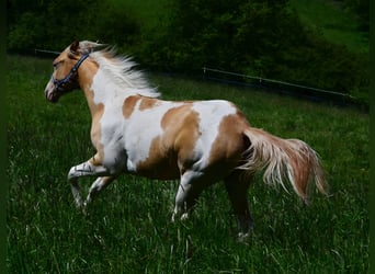 American Paint Horse, Klacz, 1 Rok, 150 cm, Szampańska