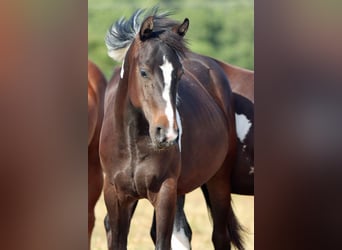 American Paint Horse, Klacz, 1 Rok, 150 cm, Tobiano wszelkich maści