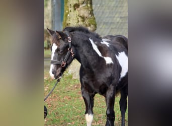 American Paint Horse, Klacz, 1 Rok, 153 cm, Overo wszelkich maści