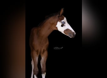 American Paint Horse, Klacz, 1 Rok, 153 cm, Tobiano wszelkich maści