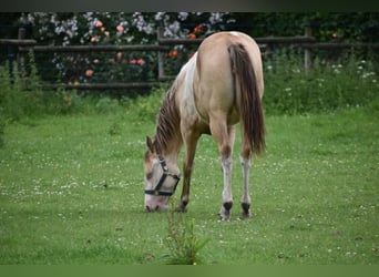 American Paint Horse, Klacz, 1 Rok, 160 cm, Szampańska