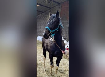 American Paint Horse, Klacz, 1 Rok, 160 cm, Tobiano wszelkich maści