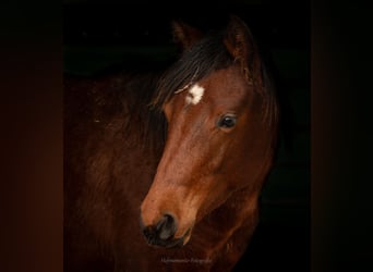 American Paint Horse, Klacz, 1 Rok, Gniada