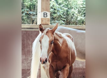 American Paint Horse, Klacz, 1 Rok, Izabelowata