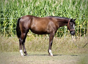 American Paint Horse, Klacz, 1 Rok, Kara