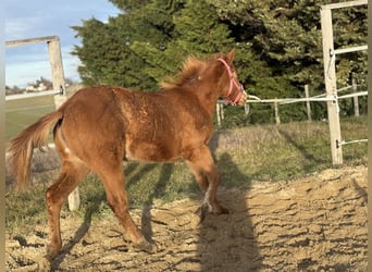 American Paint Horse, Klacz, 1 Rok, Kasztanowata