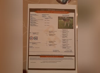 American Paint Horse, Klacz, 1 Rok, Overo wszelkich maści