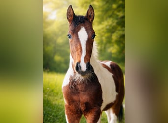 American Paint Horse, Klacz, 1 Rok, Srokata