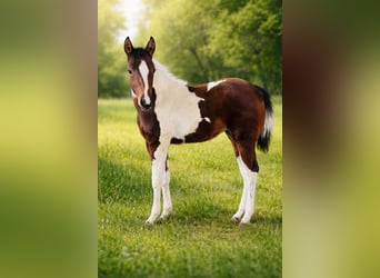 American Paint Horse, Klacz, 1 Rok, Srokata