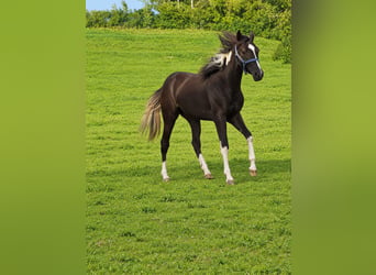 American Paint Horse, Klacz, 1 Rok, Srokata