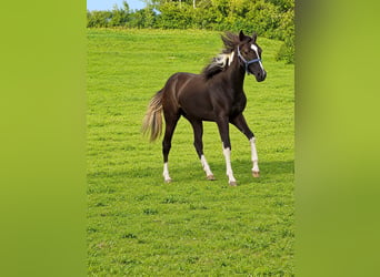 American Paint Horse, Klacz, 1 Rok, Srokata