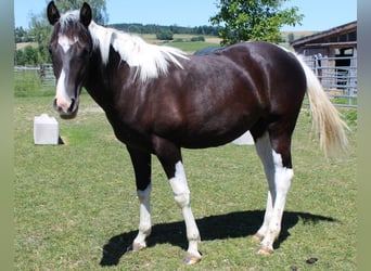 American Paint Horse, Klacz, 1 Rok, Tobiano wszelkich maści