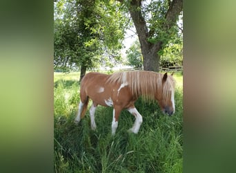 American Paint Horse Mix, Klacz, 2 lat, 138 cm, Tovero wszelkich maści