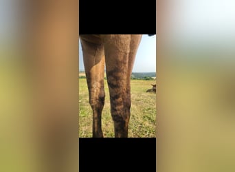 American Paint Horse, Klacz, 2 lat, 140 cm, Formy Brown Falb