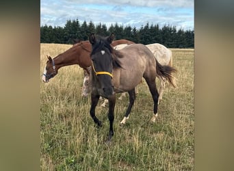 American Paint Horse, Klacz, 2 lat, 146 cm, Grullo