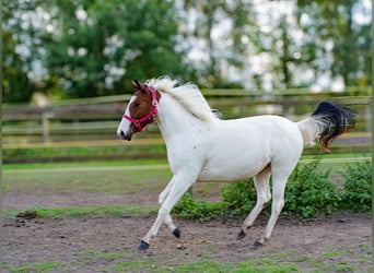 American Paint Horse Mix, Klacz, 2 lat, 150 cm, Tobiano wszelkich maści