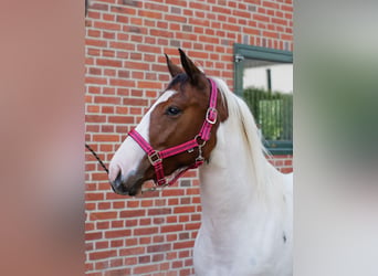 American Paint Horse Mix, Klacz, 2 lat, 150 cm, Tobiano wszelkich maści