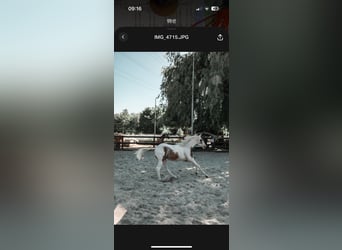 American Paint Horse, Klacz, 2 lat, 150 cm, Tovero wszelkich maści