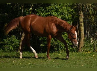 American Paint Horse, Klacz, 2 lat, 153 cm, Kasztanowata