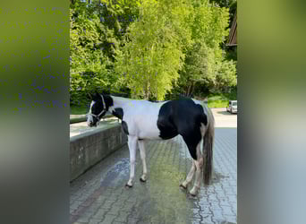 American Paint Horse, Klacz, 2 lat, 154 cm, Tobiano wszelkich maści