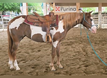 American Paint Horse, Klacz, 2 lat, Overo wszelkich maści