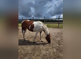American Paint Horse, Klacz, 2 lat, Tobiano wszelkich maści