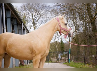 American Paint Horse, Klacz, 3 lat, 145 cm, Izabelowata