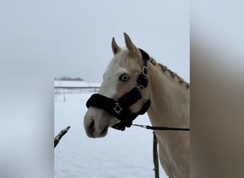 American Paint Horse, Klacz, 3 lat, 145 cm, Izabelowata