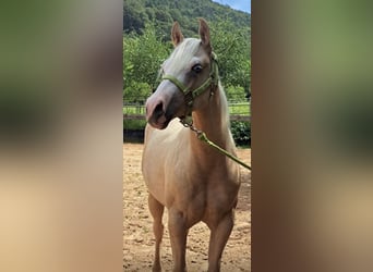 American Paint Horse, Klacz, 3 lat, 145 cm, Izabelowata