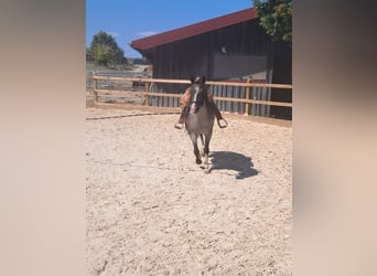 American Paint Horse, Klacz, 3 lat, 145 cm, Karodereszowata