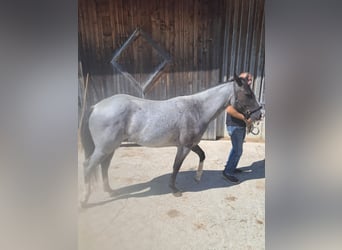American Paint Horse, Klacz, 3 lat, 145 cm, Karodereszowata