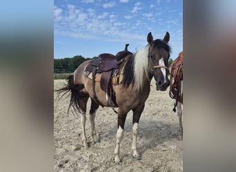American Paint Horse, Klacz, 3 lat, 150 cm, Grullo
