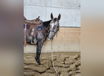 American Paint Horse, Klacz, 3 lat, 150 cm, Może być siwy