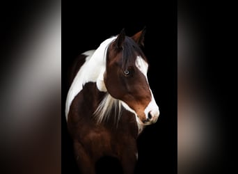 American Paint Horse, Klacz, 3 lat, 150 cm, Tobiano wszelkich maści