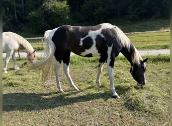American Paint Horse, Klacz, 3 lat, 150 cm, Tobiano wszelkich maści