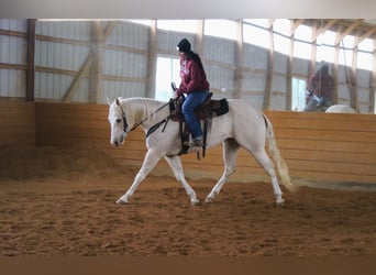 American Paint Horse, Klacz, 3 lat, 152 cm, Izabelowata