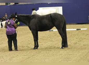 American Paint Horse, Klacz, 3 lat, 153 cm, Skarogniada