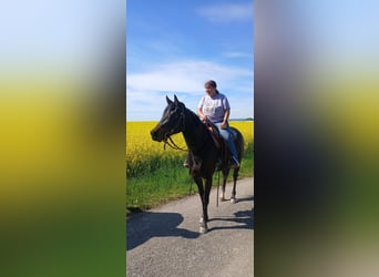 American Paint Horse, Klacz, 3 lat, 153 cm, Skarogniada